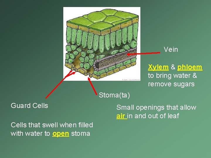 Vein Xylem & phloem to bring water & remove sugars Stoma(ta) Guard Cells that