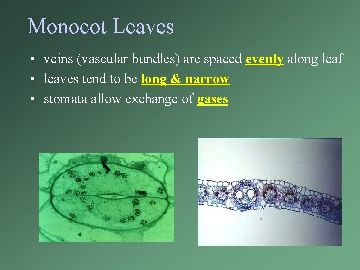 Monocot Leaves • veins (vascular bundles) are spaced evenly along leaf • leaves tend
