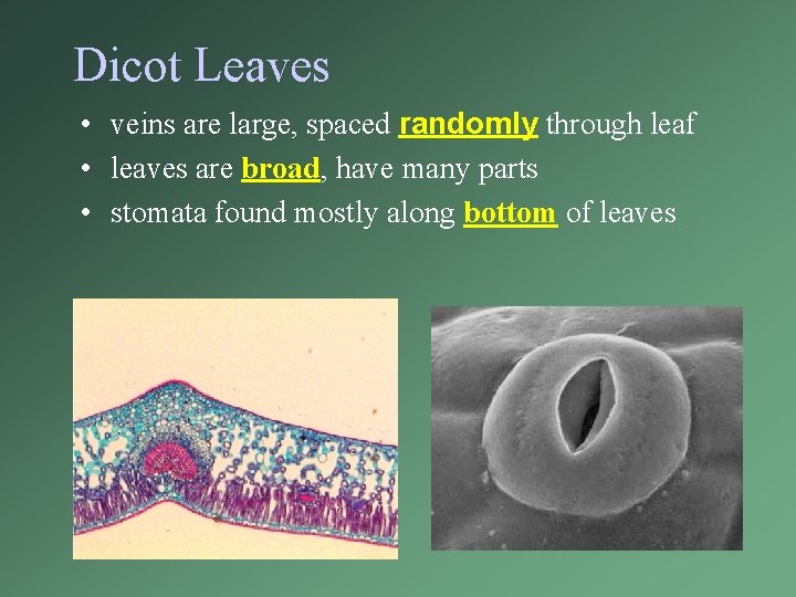 Dicot Leaves • veins are large, spaced randomly through leaf • leaves are broad,
