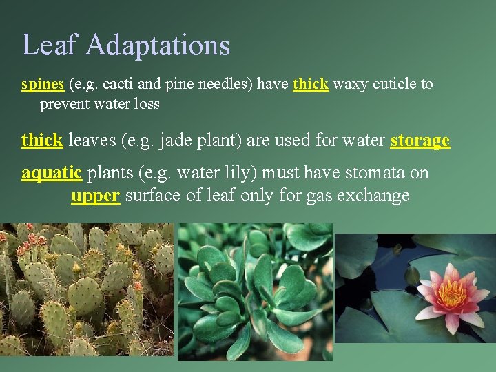 Leaf Adaptations spines (e. g. cacti and pine needles) have thick waxy cuticle to