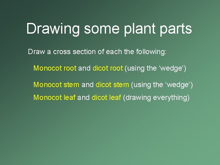 Drawing some plant parts Draw a cross section of each the following: Monocot root