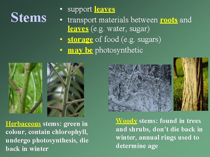Stems • support leaves • transport materials between roots and leaves (e. g. water,