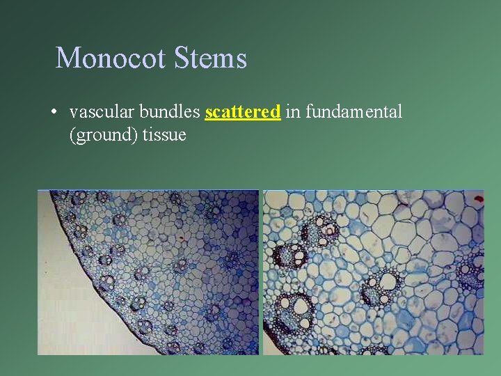 Monocot Stems • vascular bundles scattered in fundamental (ground) tissue 