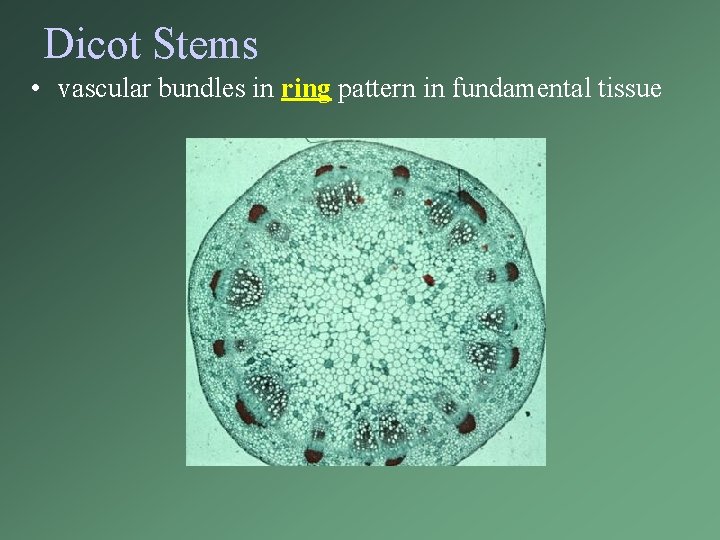 Dicot Stems • vascular bundles in ring pattern in fundamental tissue 