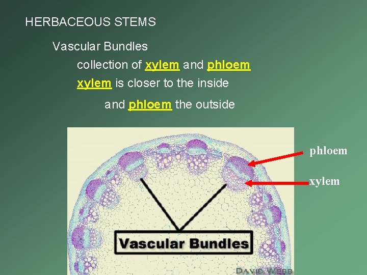 HERBACEOUS STEMS Vascular Bundles collection of xylem and phloem xylem is closer to the