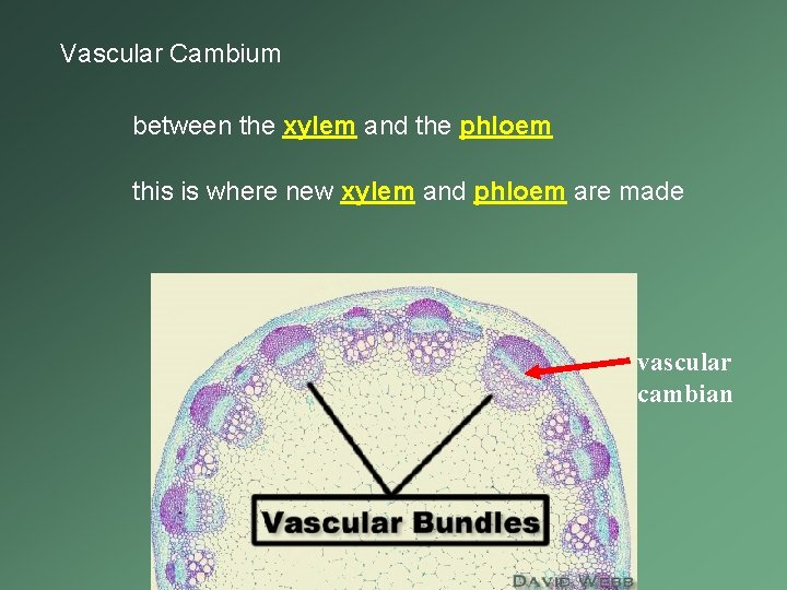 Vascular Cambium between the xylem and the phloem this is where new xylem and