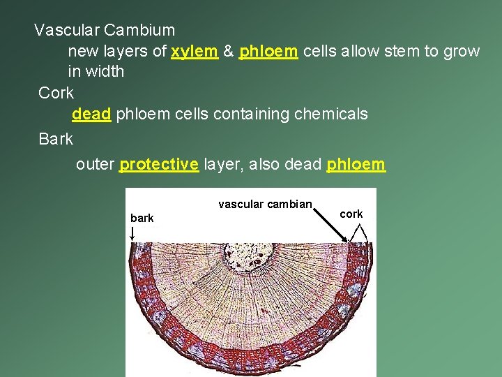 Vascular Cambium new layers of xylem & phloem cells allow stem to grow in