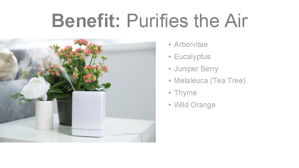 Benefit: Purifies the Air • Arborvitae • Eucalyptus • Juniper Berry • Melaleuca (Tea