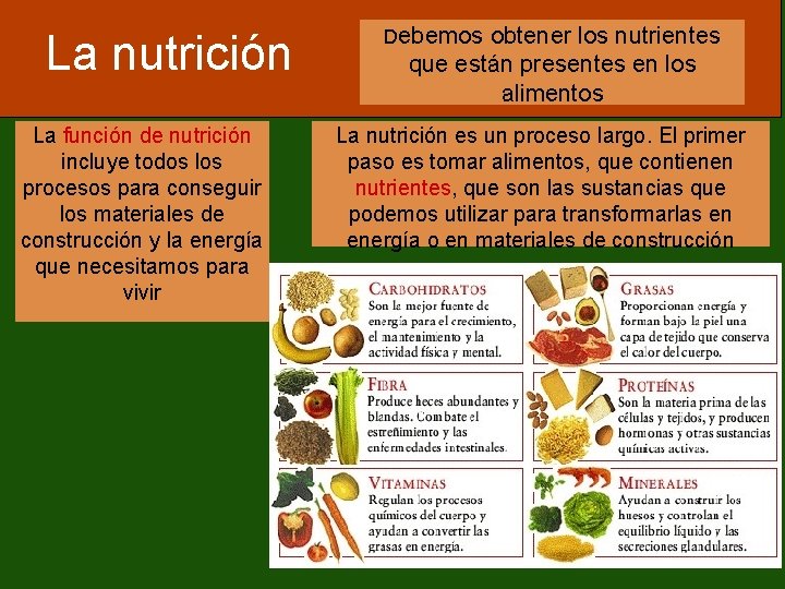 La nutrición La función de nutrición incluye todos los procesos para conseguir los materiales