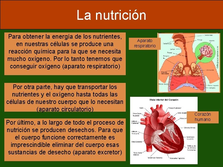 La nutrición Para obtener la energía de los nutrientes, en nuestras células se produce