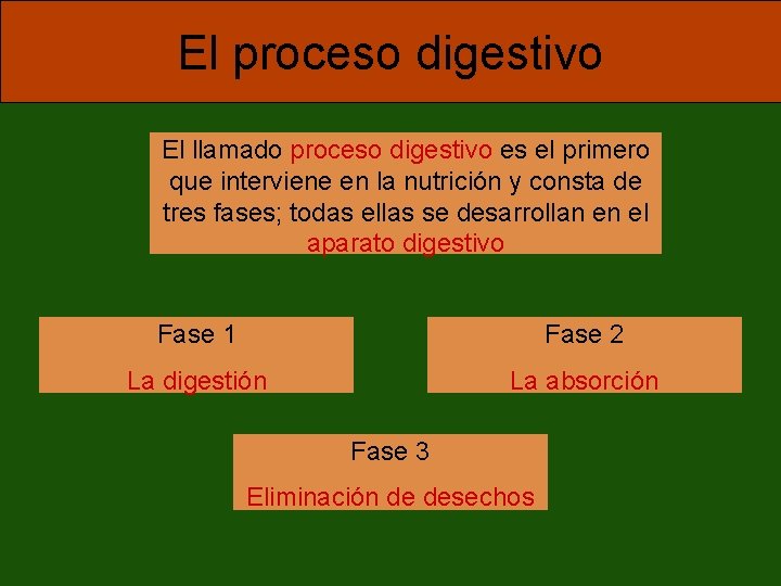 El proceso digestivo El llamado proceso digestivo es el primero que interviene en la