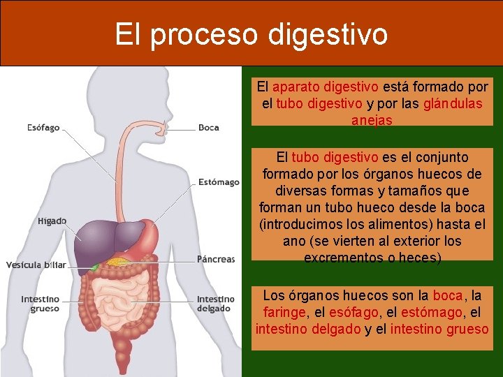 El proceso digestivo El aparato digestivo está formado por el tubo digestivo y por