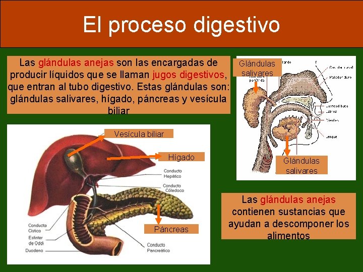 El proceso digestivo Las glándulas anejas son las encargadas de producir líquidos que se