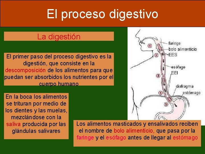 El proceso digestivo La digestión El primer paso del proceso digestivo es la digestión,