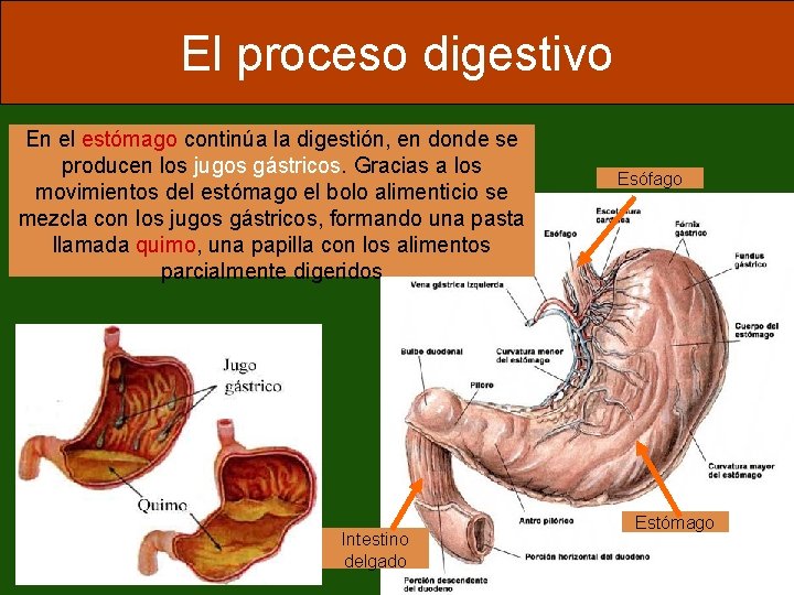 El proceso digestivo En el estómago continúa la digestión, en donde se producen los