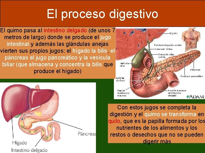 El proceso digestivo El quimo pasa al intestino delgado (de unos 7 metros de