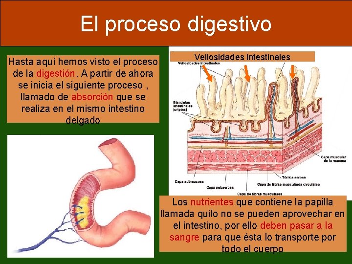 El proceso digestivo Hasta aquí hemos visto el proceso de la digestión. A partir