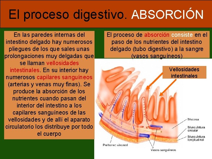 El proceso digestivo. ABSORCIÓN En las paredes internas del intestino delgado hay numerosos pliegues