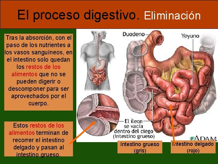 El proceso digestivo. Eliminación Tras la absorción, con el paso de los nutrientes a