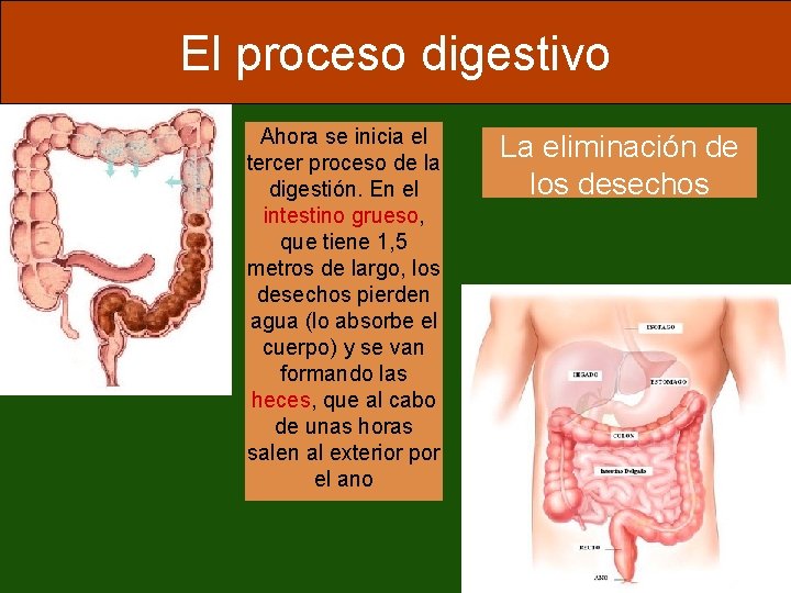 El proceso digestivo Ahora se inicia el tercer proceso de la digestión. En el