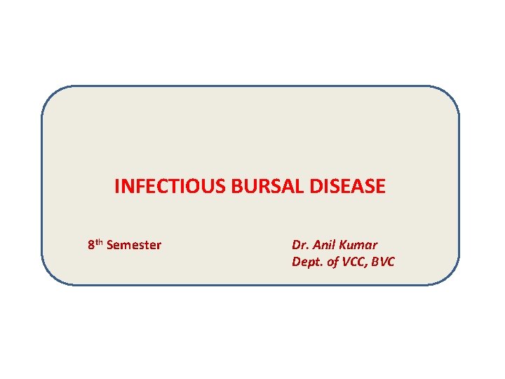 INFECTIOUS BURSAL DISEASE 8 th Semester Dr. Anil Kumar Dept. of VCC, BVC 