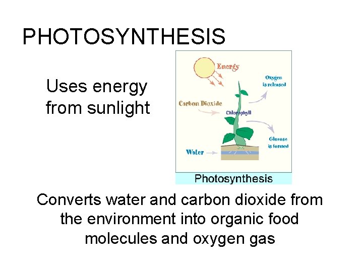 PHOTOSYNTHESIS Uses energy from sunlight Converts water and carbon dioxide from the environment into