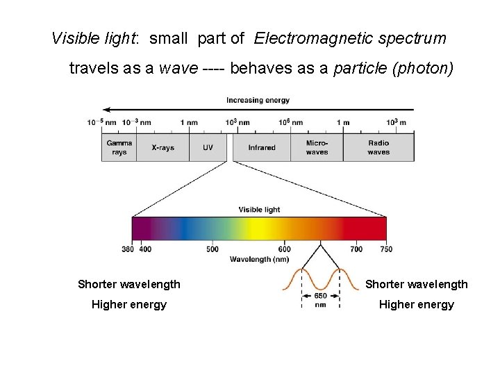 Visible light: small part of Electromagnetic spectrum travels as a wave ---- behaves as