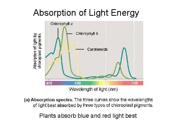 Absorption of Light Energy Plants absorb blue and red light best 