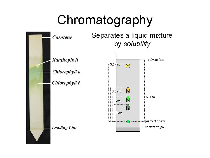 Chromatography Separates a liquid mixture by solubility 