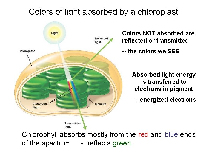Colors of light absorbed by a chloroplast Colors NOT absorbed are reflected or transmitted