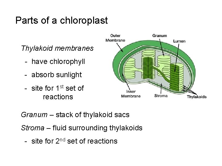 Parts of a chloroplast Thylakoid membranes - have chlorophyll - absorb sunlight - site