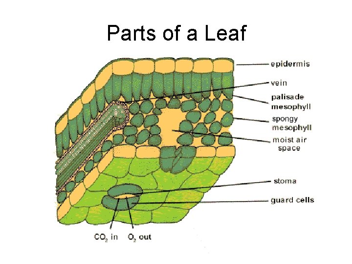 Parts of a Leaf 