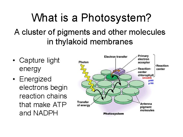 What is a Photosystem? A cluster of pigments and other molecules in thylakoid membranes