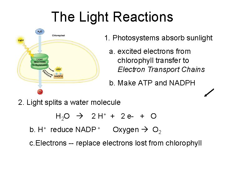 The Light Reactions 1. Photosystems absorb sunlight a. excited electrons from chlorophyll transfer to