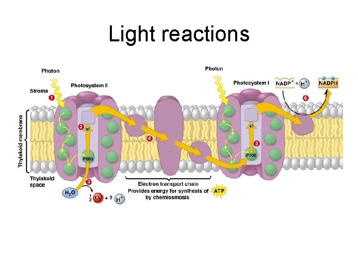 Light reactions 