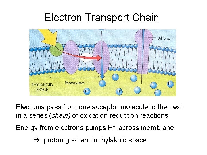 Electron Transport Chain Electrons pass from one acceptor molecule to the next in a