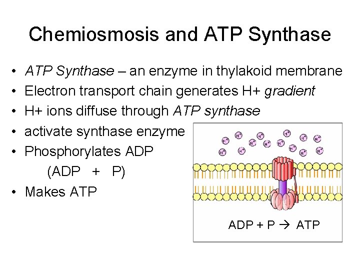 Chemiosmosis and ATP Synthase • • • ATP Synthase – an enzyme in thylakoid