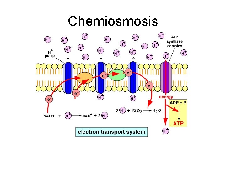 Chemiosmosis 