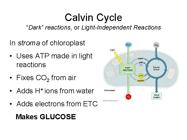 Calvin Cycle “Dark” reactions, or Light-Independent Reactions In stroma of chloroplast • Uses ATP