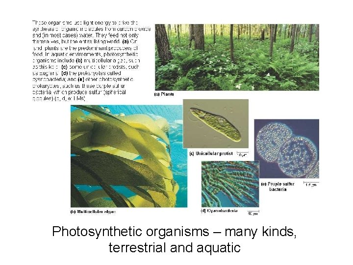 Photosynthetic organisms – many kinds, terrestrial and aquatic 