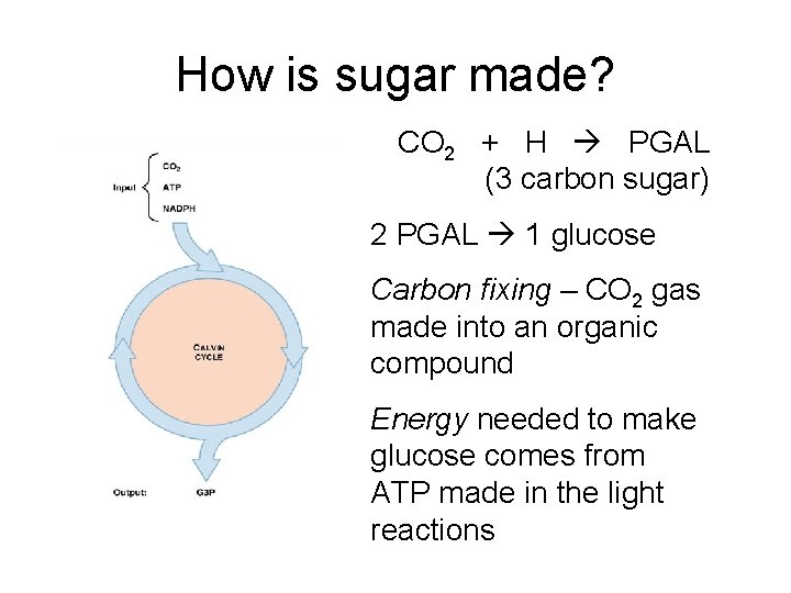 How is sugar made? CO 2 + H PGAL (3 carbon sugar) 2 PGAL