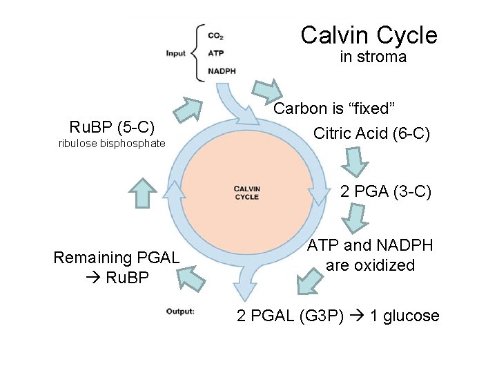 Calvin Cycle in stroma Ru. BP (5 -C) ribulose bisphosphate Carbon is “fixed” Citric