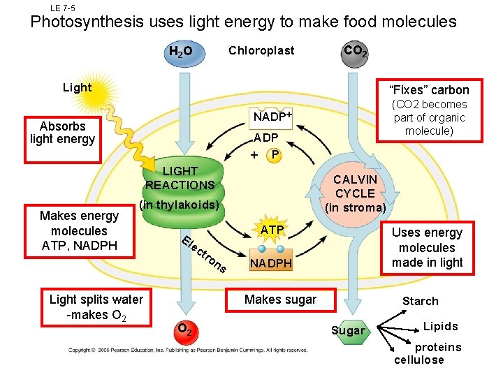 LE 7 -5 Photosynthesis uses light energy to make food molecules Chloroplast H 2