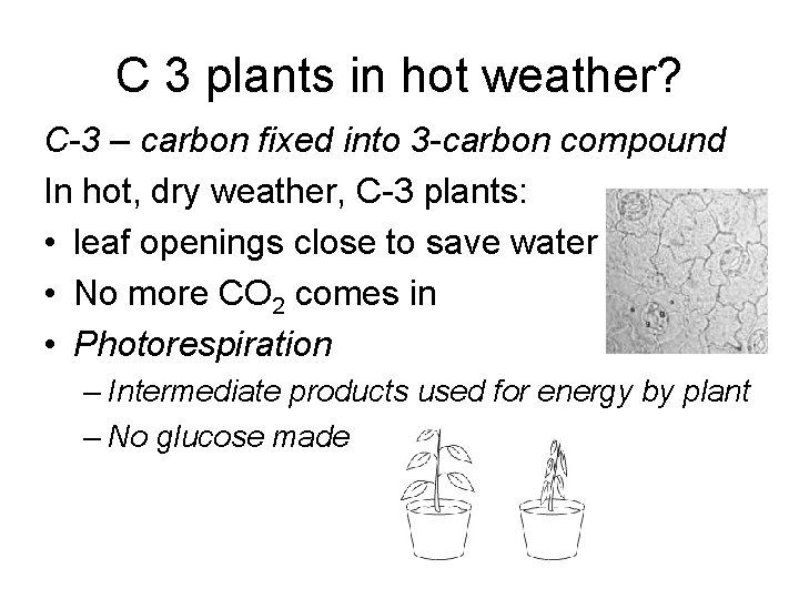 C 3 plants in hot weather? C-3 – carbon fixed into 3 -carbon compound