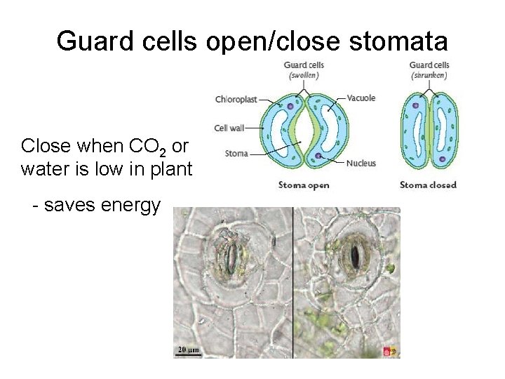 Guard cells open/close stomata Close when CO 2 or water is low in plant