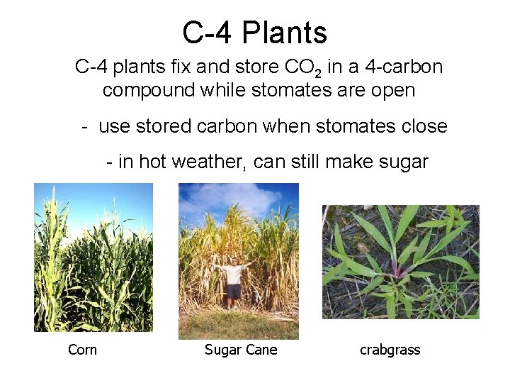 C-4 Plants C-4 plants fix and store CO 2 in a 4 -carbon compound