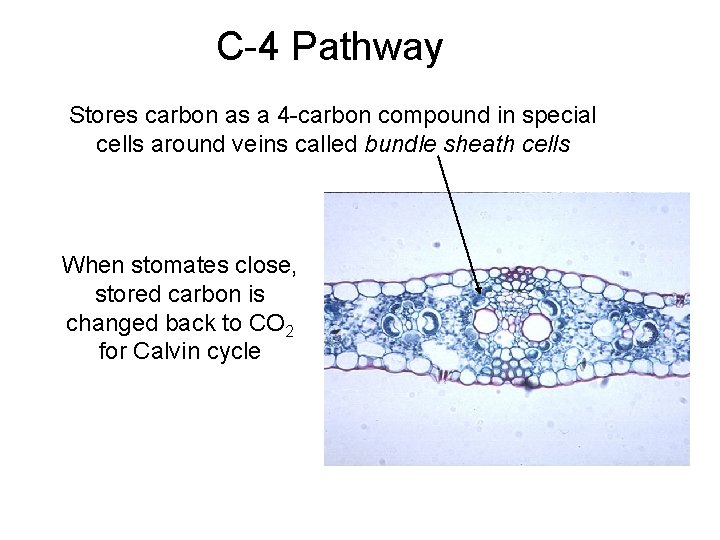 C-4 Pathway Stores carbon as a 4 -carbon compound in special cells around veins