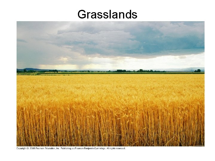 Grasslands 