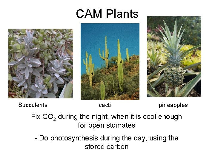 CAM Plants Succulents cacti pineapples Fix CO 2 during the night, when it is