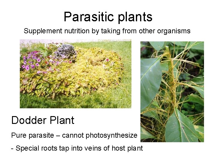 Parasitic plants Supplement nutrition by taking from other organisms Dodder Plant Pure parasite –